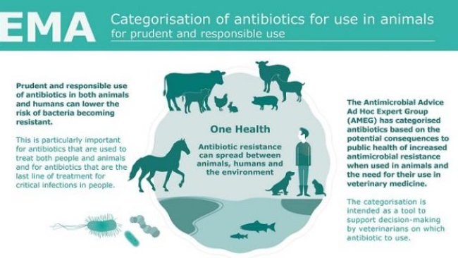 Antimicrobianos - Uso em animais