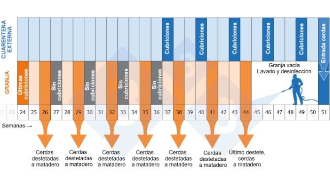 Figura 2. Cronograma do programa de despovoamento e repovoamento.