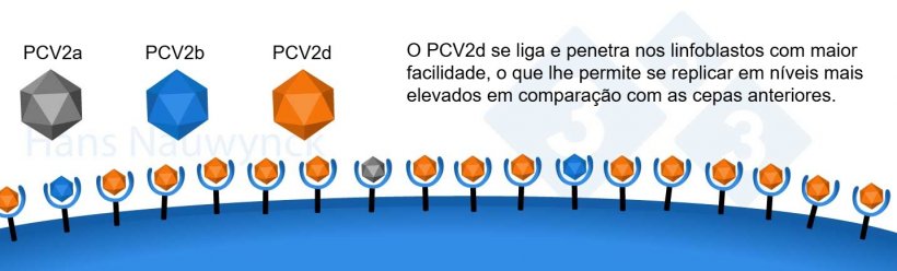 O PCV2 é um vírus em constante evolução. O PCV2d se tornou a cepa dominante atualmente, tendo modificado sua superfície para se ligar melhor aos receptores presentes nos linfoblastos.