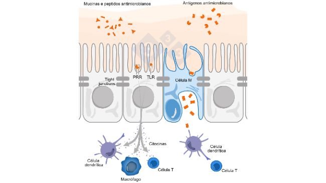 Figura 1. Esquema ilustrativo do mecanismo de atuação de células imunes intestinais frente à ameaças externas.