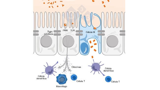 Figura 1. Esquema ilustrativo do mecanismo de atuação de células imunes intestinais frente à ameaças externas.