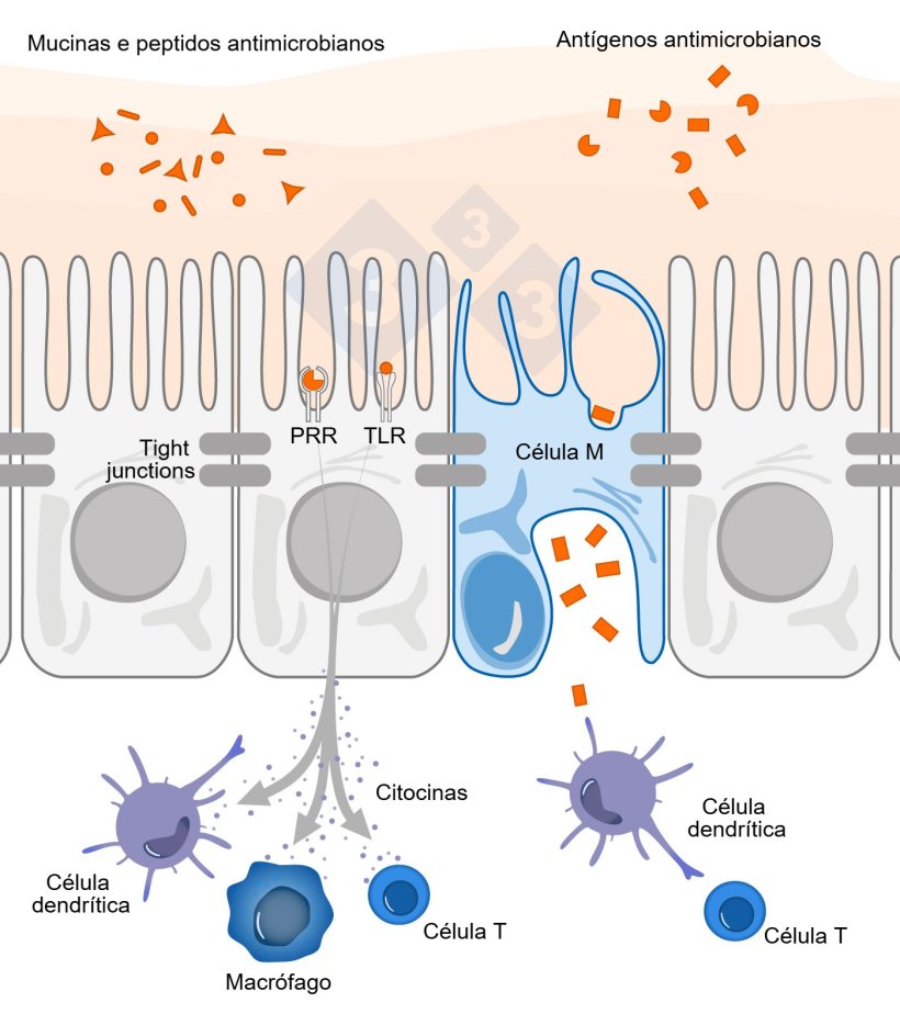Figura 1. Esquema ilustrativo do mecanismo de atua&ccedil;&atilde;o de c&eacute;lulas imunes intestinais frente &agrave; amea&ccedil;as externas.
