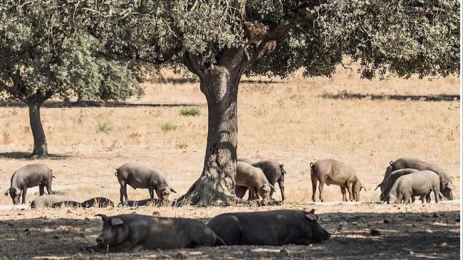 Porco ibérico