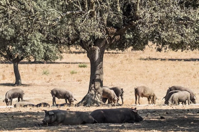 Porco ib&eacute;rico
