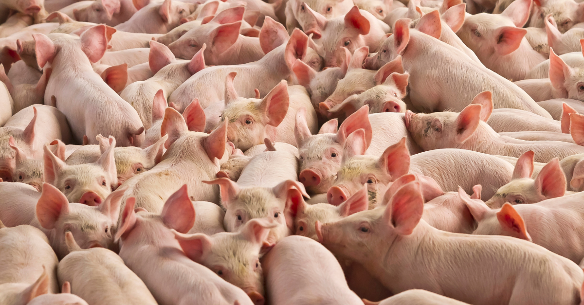 MG:Plano integrado de vigilância reforça controle sanitário de granjas