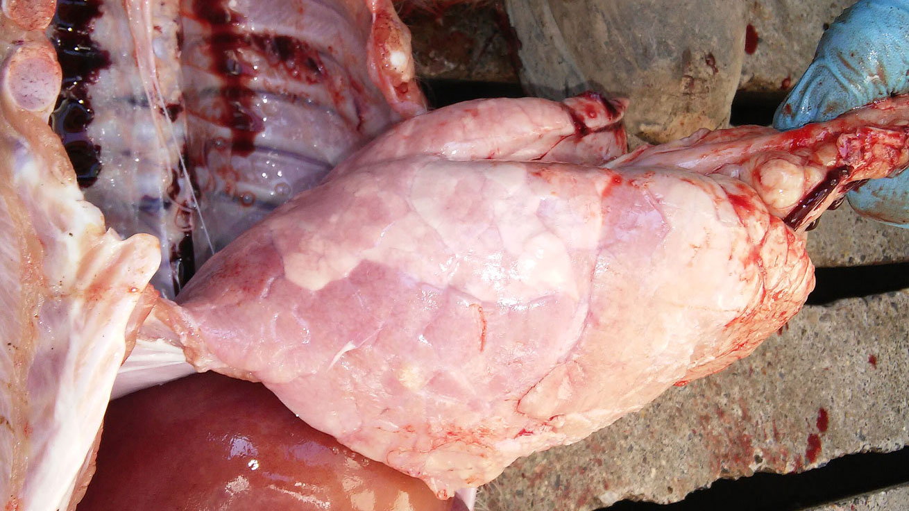 <p>Figura 7. Neumon&iacute;a interstitial con una consolidaci&oacute;n pulmonar marcada del l&oacute;bulo diafragm&aacute;tico ventral.</p>
