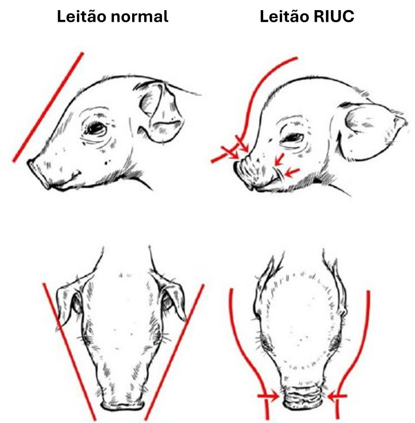 Figura 2. Característica de crânio em formato de "cabeça de golfinho em leitões RIUC (Hales et al., 2014).