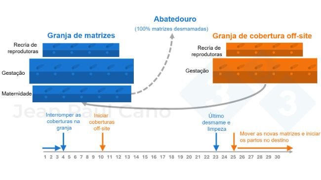 Figura 2. Diagrama de linha do tempo e fluxo de animais durante o despovoamento e repovoamento.