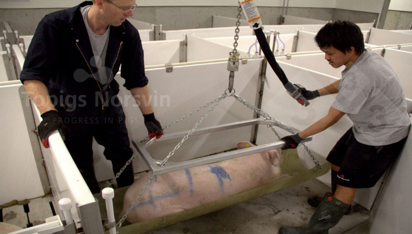 Los animales son sedados para mantenerlos calmados