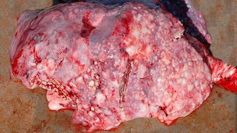 Figura 5: Pneumonia emb&oacute;lica causada por T. pyogenes
