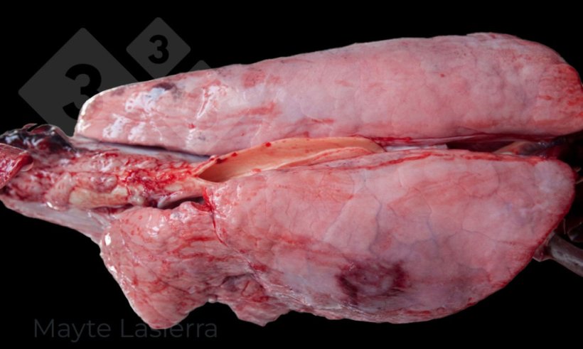 Pleurite dorsocaudal