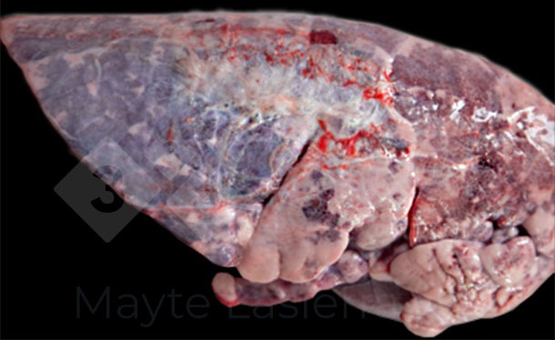 Pleurite dorsocaudal