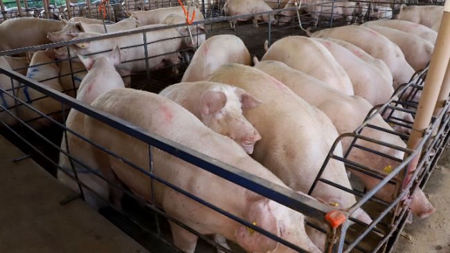 Granja de suínos Dinei Stuani. Foto: Ari Dias/AEN