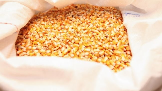 Milho. Curitiba, 26/06/2019 - Foto: Geraldo Bubniak/AEN