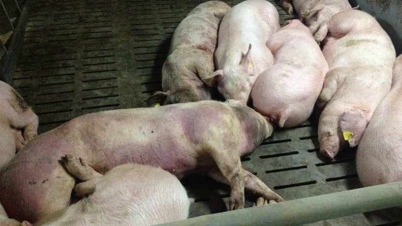 Porco infectado por PSA 14 dias após a detecção da doença. Lesões hemorrágicas graves em todo o corpo