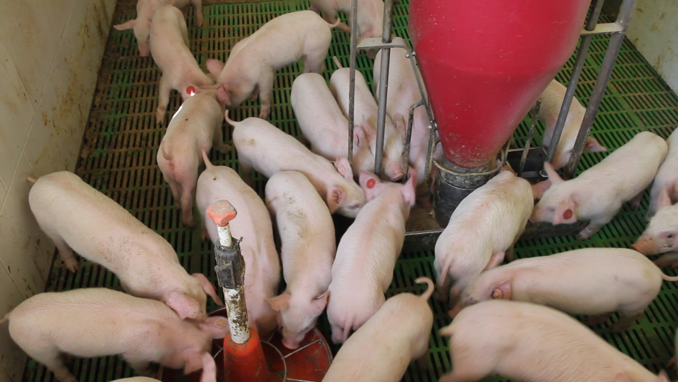 Otimização da apresentação da ração nas fases de transição (I)