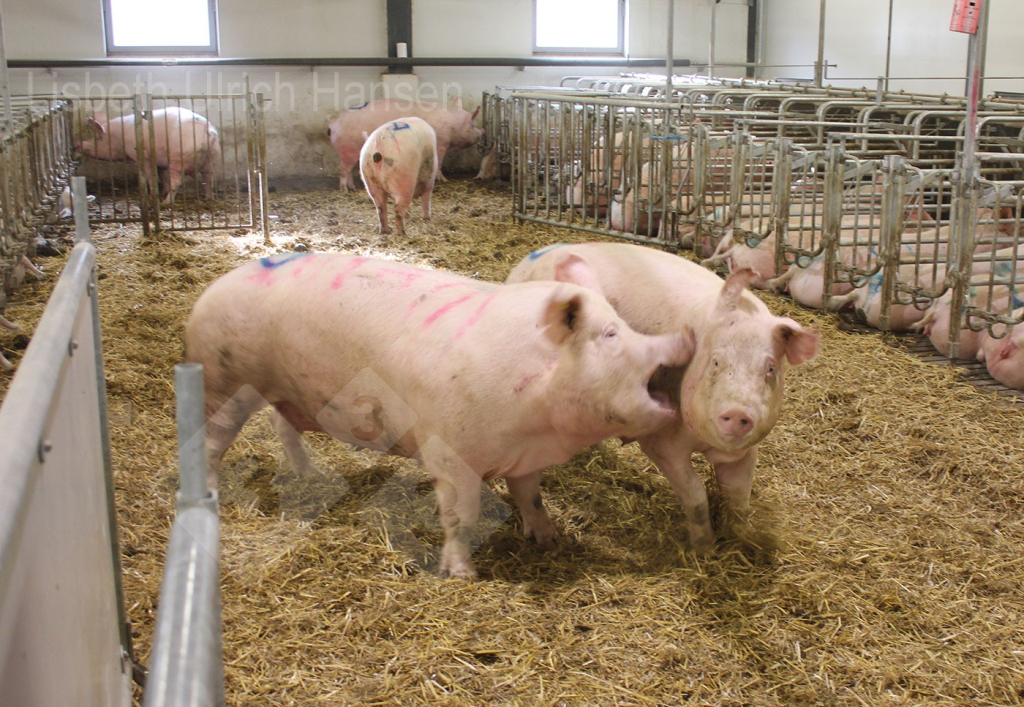 Corral de cubrición danés utilizado para la mezcla