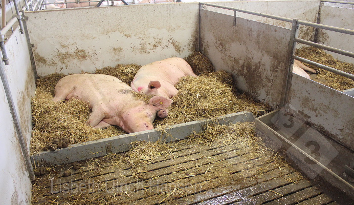Corral de enfermería con cama de paja