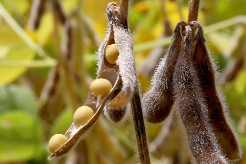 Foto:Jaelson Lucas / Arquivo AEN