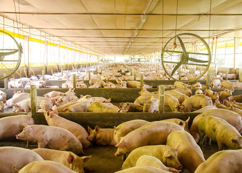 Fonte: Divulga&ccedil;&atilde;o Embrapa