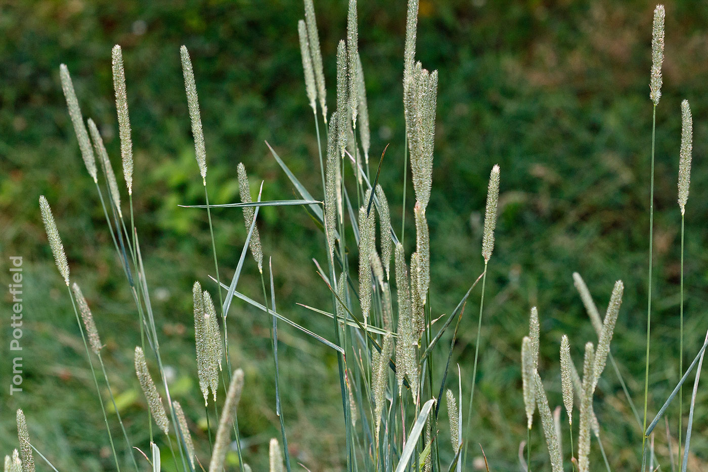 Phleum pratense
