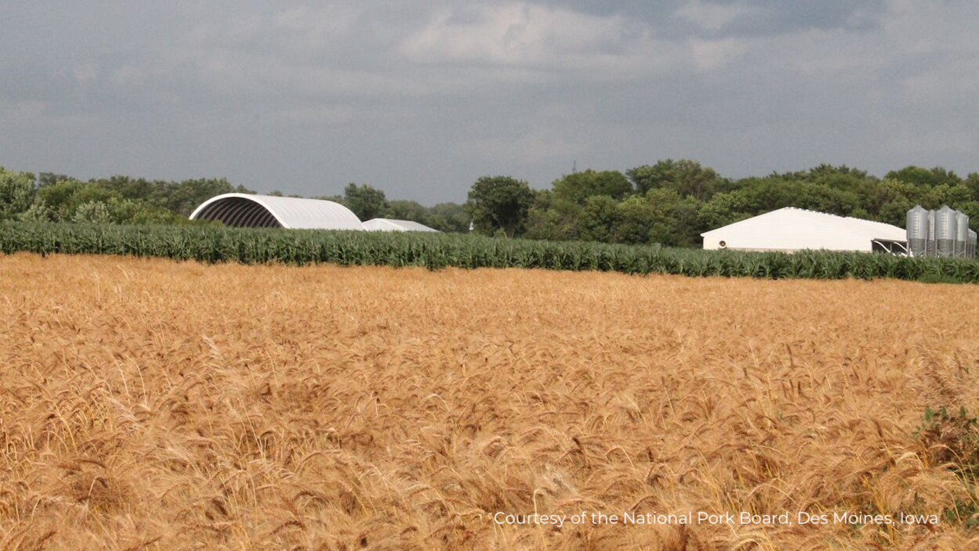 Índice de preços dos cereais da FAO aumentou em fevereiro