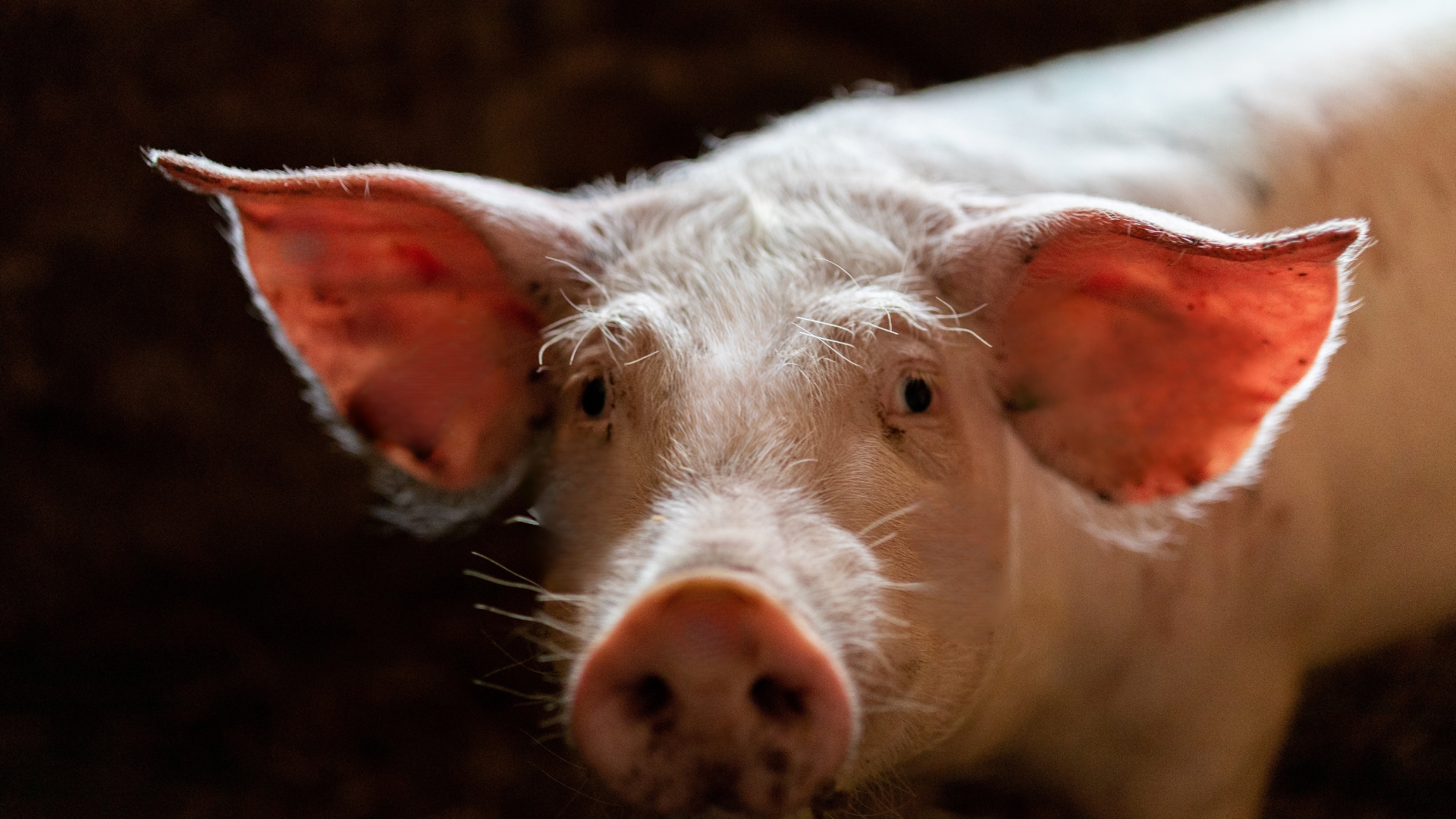 Com cenário geopolítico incerto, cotações do suíno seguem estáveis