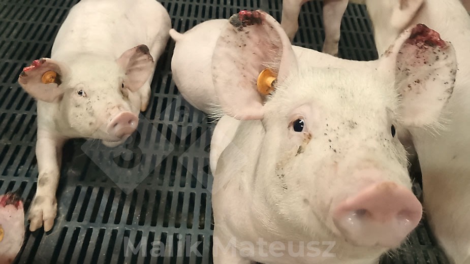 Necrose de orelha em suínos? Reconsiderando as lesões auriculares