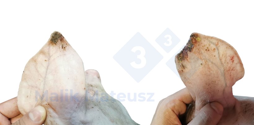 Les&otilde;es leves e moderadas
