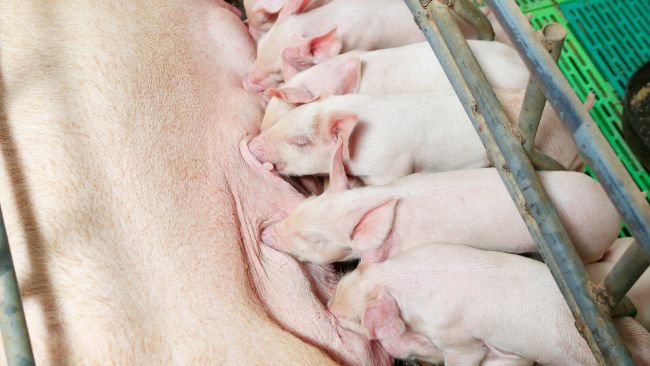 Foto: Divulgação ACSURS