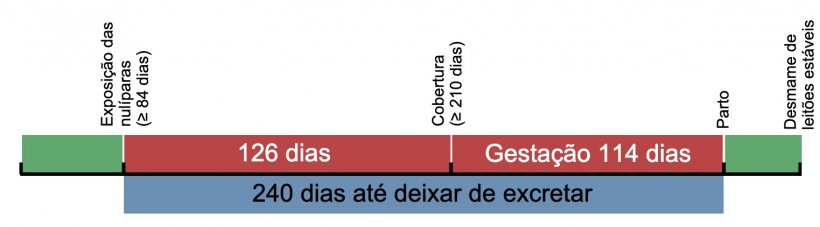 Figura 1. Linha temporal de exposi&ccedil;&atilde;o das leitoas de reposi&ccedil;&atilde;o.
