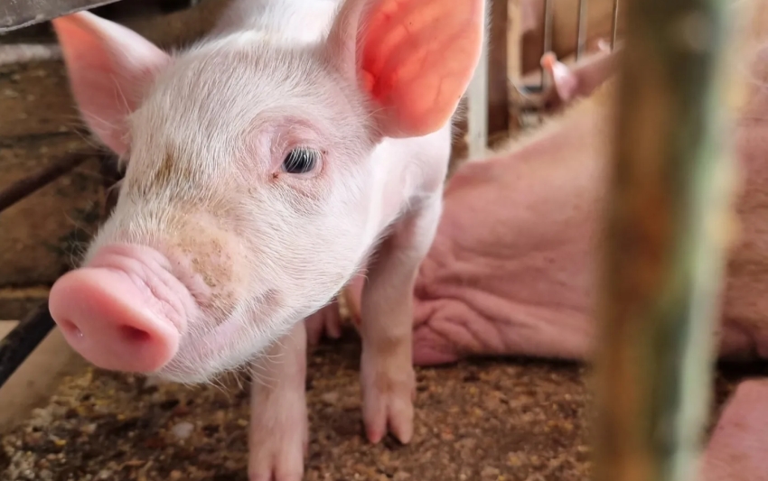 Paraná lidera fornecimento de carne suína para o mercado nacional