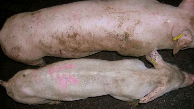 Animais afetados pela&nbsp;S&iacute;ndrome&nbsp;Multissist&ecirc;mica do Definhamento P&oacute;s-Desmame
