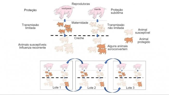Figura 1: A transmissão é reduzida em animais que obtêm proteção de maior qualidade (leitões de porcas multíparas) do que em leitões filhos de marrãs. Na creche os animais que foram infectados na presença de um certo nível de anticorpos maternos não desenvolverão ativamente a imunidade, de modo que o vírus pode infectar e causar gripe recorrente. Por fim, a presença num único momento de diferentes lotes de diferentes idades de animais facilita a transmissão do vírus entre lotes, perpetuando a infecção.