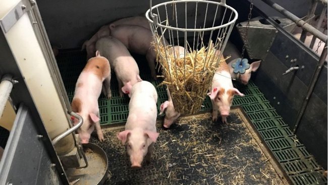 Foto 1. Animais intactos (com cauda) e material manipulável. Foto cedida por Inge Böhne.