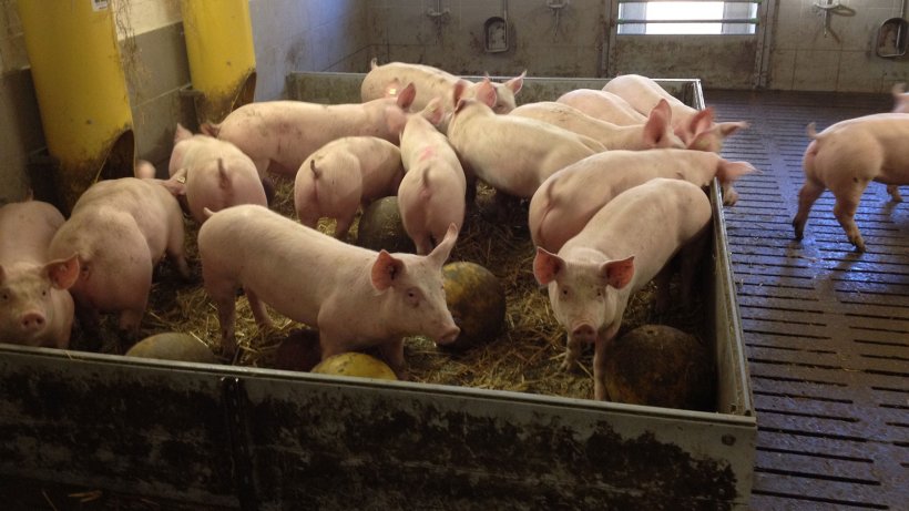 Foto 2. Os materiais manipul&aacute;veis e os brinquedos para os animais reduzem potencialmente a probabilidade de casos de mordeduras de cauda. Foto cedida por Inge B&ouml;hne.

