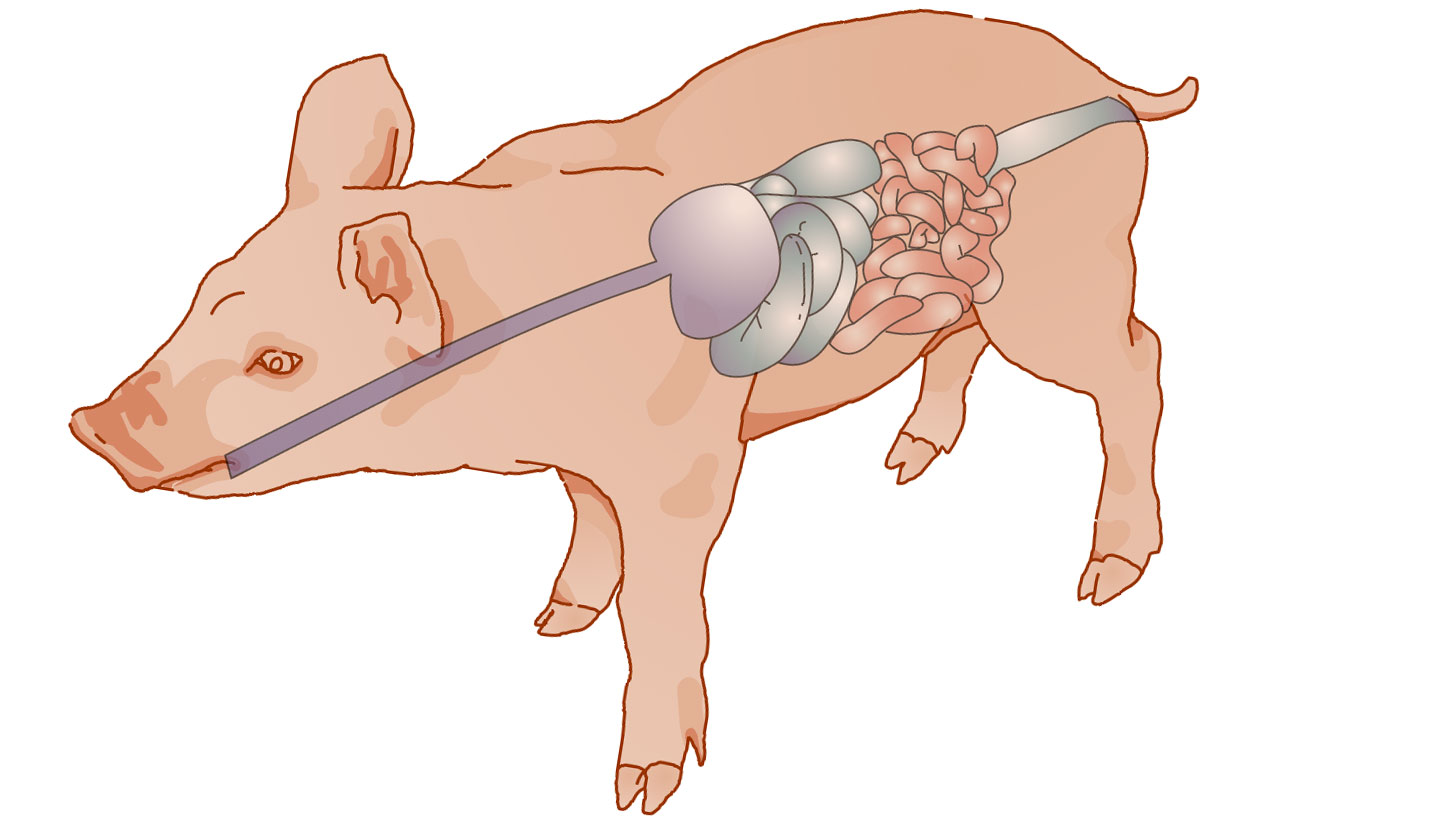 Saúde intestinal: reduzir bactérias patogênicas