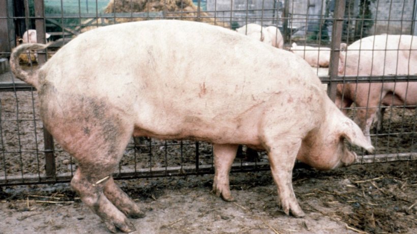 Figura 2. As extremidades anteriores desta porca s&atilde;o verticais, mas as posteriores est&atilde;o inclinadas e viradas para baixo do corpo.
