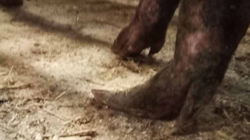 Figura 9. Unha em gancho na extremidade posterior de uma porca velha na mesma granja que na figura 8. Note-se tamb&eacute;m o comprimento das unhas acess&oacute;rias.
