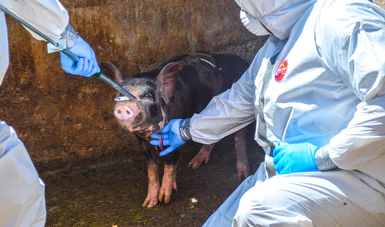 enfermedades porcinas