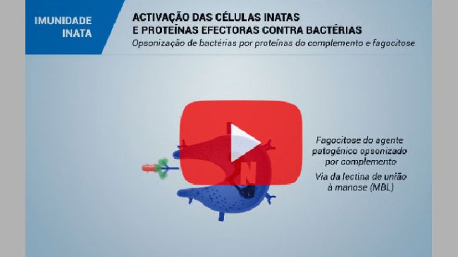 O sistema imunológico e a imunidade no suíno: imunidade inata