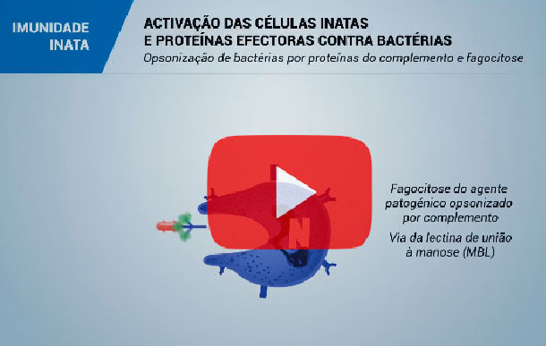 O sistema imunológico e a imunidade no suíno: imunidade inata