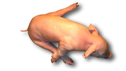 Leit&atilde;o com splayleg
