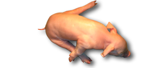 Leitão com splayleg