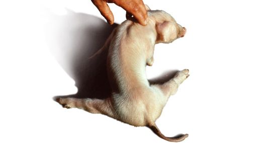 Neste estudo, a mortalidade e as perdas econ&ocirc;micas para splayleg foram as mais altas.
