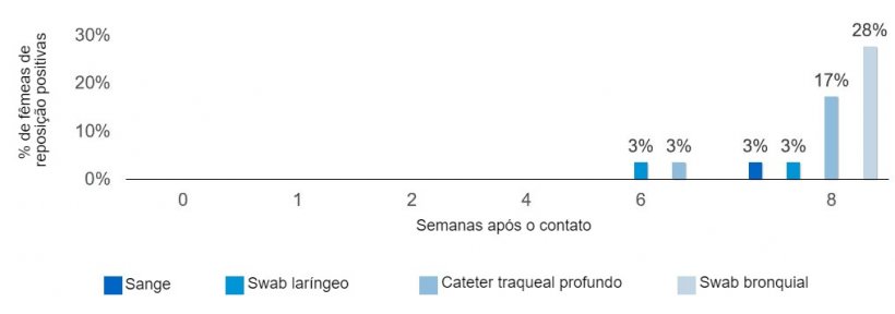 Figura 2. Propor&ccedil;&atilde;o de marr&atilde;s positivas por contato de Mycoplasma hyopneumoniae de acordo com o tipo de amostra e o tempo ap&oacute;s o contato com uma marr&atilde; infectada.
