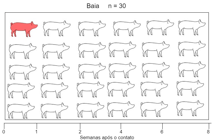 Figura 1. Um modelo de infec&ccedil;&atilde;o natural foi usado para avaliar a detec&ccedil;&atilde;o de <em>Mycoplasma hyopneumoniae</em> ap&oacute;s o contato com uma f&ecirc;mea infectada. Eixo X: semanas ap&oacute;s o contato. As amostras foram coletadas em marr&atilde;s do dia 0 a 8 semanas ap&oacute;s o contato.
