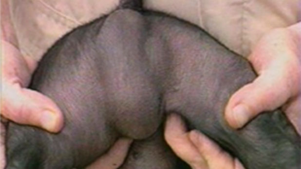 Hérnias e criptorquidismo