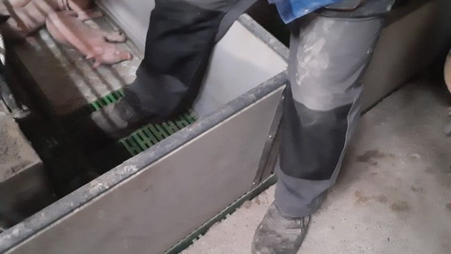 Imagem 1: Na medida do possível, deve-se evitar pisar dentro de uma baia de parto. Foto cedida por Ramaderies Duch.