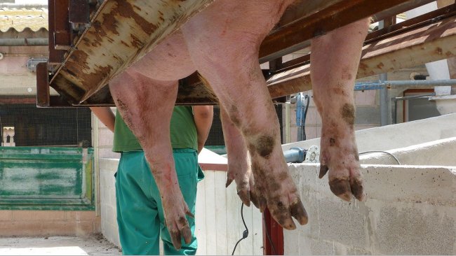 Foto 2: Corte do casco.